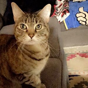 ⚠️Allergy Warning!⚠️